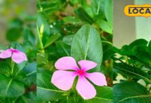 Ayurvedic Health Benefits of Sadabahar Flower for Diabetes and BP