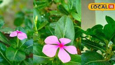 Ayurvedic Health Benefits of Sadabahar Flower for Diabetes and BP