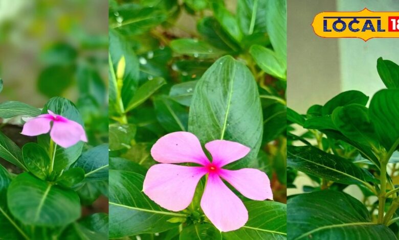 Ayurvedic Health Benefits of Sadabahar Flower for Diabetes and BP