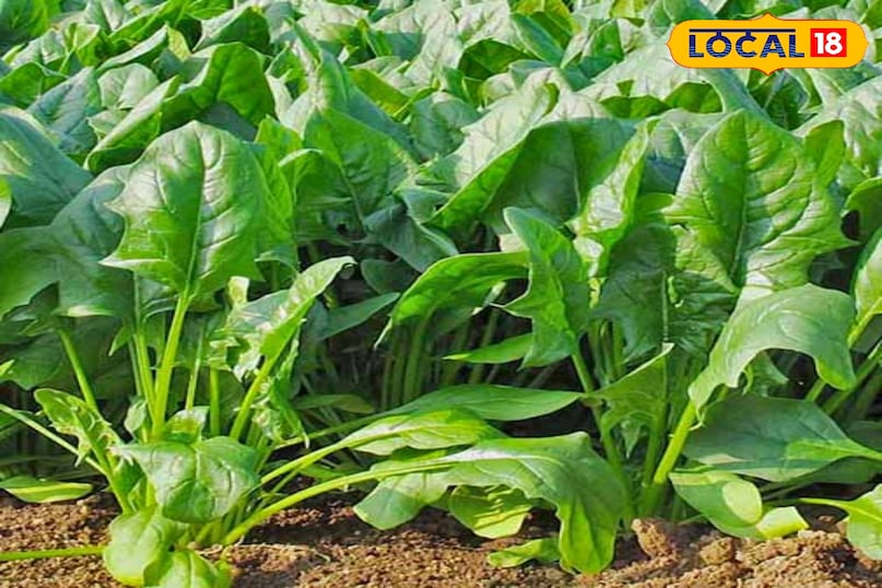 पालक पालक एक पोषक तत्वों से भरपूर पत्तेदार सब्जी है जो शरद ऋतु की ठंडी और नम जलवायु में खूब फलती-फूलती है। इसका छोटा जीवनचक्र (लगभग 30-35 दिन) एक ही मौसम में कई बार कटाई की संभावना प्रदान करता है। आयरन, विटामिन्स और अन्य मिनरल्स से भरपूर पालक की घरेलू उपयोग और बाजार दोनों में साल भर मांग बनी रहती है। 