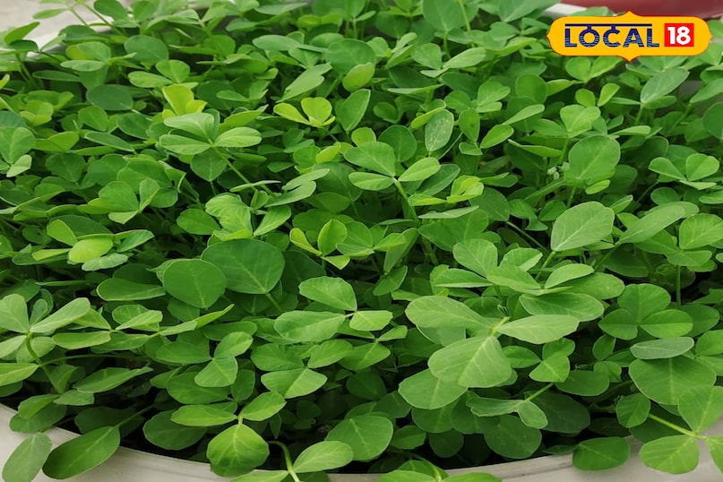 मेथी मेथी की हरी पत्तियों का इस्तेमाल सब्जी और औषधि दोनों रूपों में किया जाता है। यह फसल शरद ऋतु के हल्के मौसम में तेजी से बढ़ती है और इसकी देखभाल पर कम लागत आती है, जिससे यह छोटे किसानों के लिए एक आदर्श विकल्प बन जाती है। इसके विशिष्ट स्वाद और सुगंध के कारण इसकी बाजार में अच्छी खासी कीमत मिल जाती है।