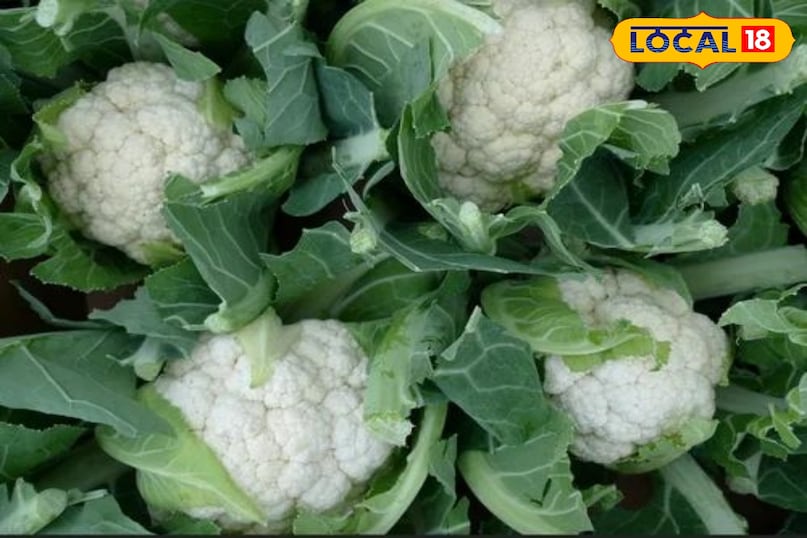 फूलगोभी फूलगोभी एक प्रमुख ठंडे मौसम की फसल है जो शरद ऋतु में हल्के तापमान पर सबसे अच्छी बढ़ती है। इसके घने, सफेद और स्वच्छ फूल (हैड) की बाजार में विशेष पहचान और मांग है। मौसम के बाहर (ऑफ-सीजन) में इसकी कीमतें काफी बढ़ जाती हैं, जिससे किसानों को अतिरिक्त लाभ होता है।