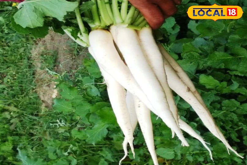 मूली मूली भी एक लोकप्रिय ठंडे मौसम वाली जड़ वाली सब्जी है जो शरद ऋतु में आसानी से उगाई जा सकती है। यह बहुत तेजी से बढ़ती है और कम देखभाल में भी अच्छी पैदावार देती है। इसके कुरकुरे और हल्के तीखे स्वाद के कारण इसका उपयोग सलाद से लेकर सब्जी तक में किया जाता है, जिससे इसकी बाजार में नियमित मांग बनी रहती है।