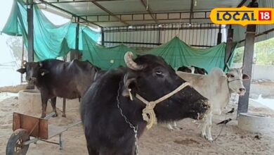 Animal Winter Care : शीतलहर से पशुओं का ऐसे करें बचाव, पशुपालक इन बातों का रखें विशेष ध्यान, नहीं तो झेल जाएंगे!