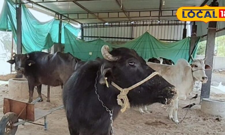 Animal Winter Care : शीतलहर से पशुओं का ऐसे करें बचाव, पशुपालक इन बातों का रखें विशेष ध्यान, नहीं तो झेल जाएंगे!