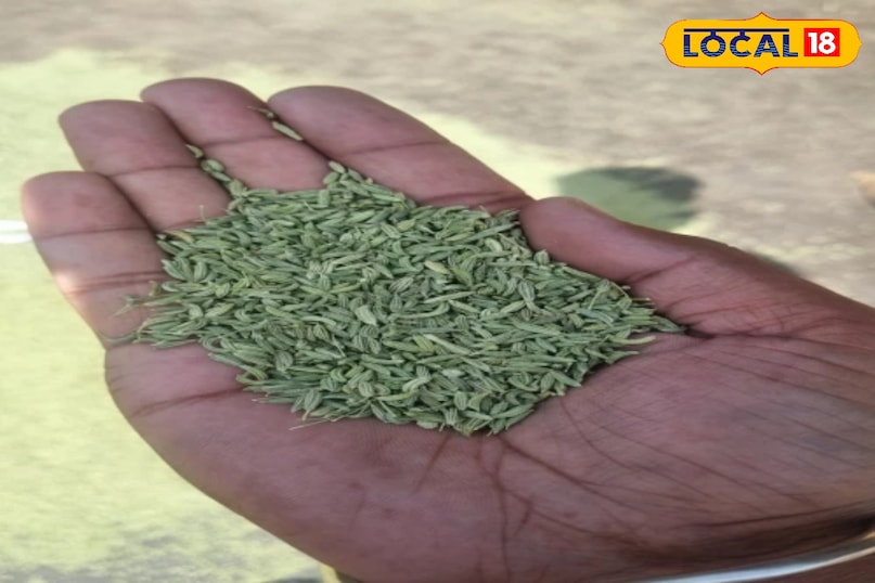 बालकनी में उगाएं ऑर्गेनिक सौंफ, पाचन तंत्र का रामबाण इलाज अब आपके घर पर