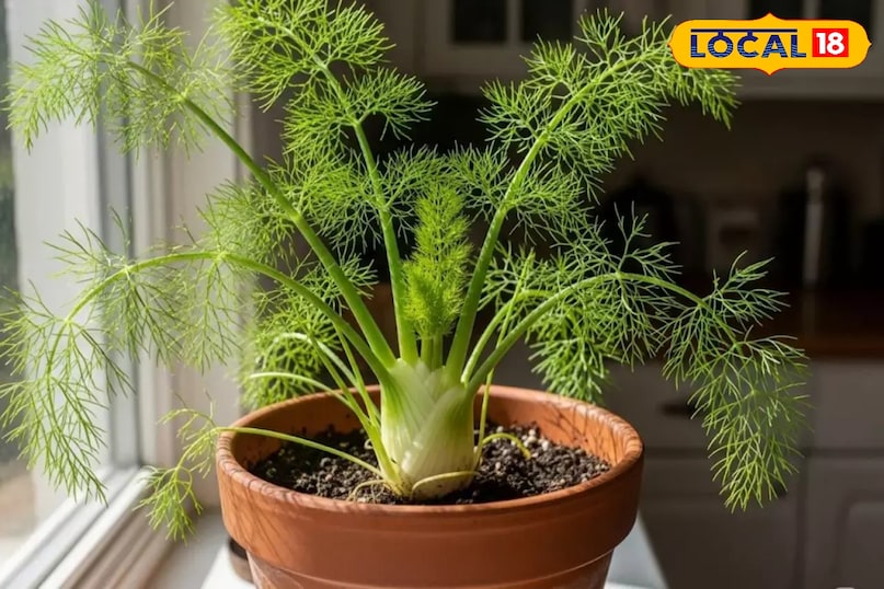 बालकनी में उगाएं ऑर्गेनिक सौंफ, पाचन तंत्र का रामबाण इलाज अब आपके घर पर