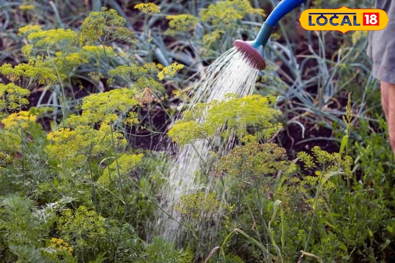 बालकनी में उगाएं ऑर्गेनिक सौंफ, पाचन तंत्र का रामबाण इलाज अब आपके घर पर