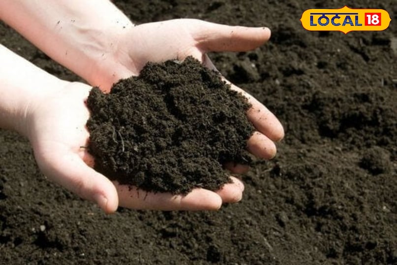 बालकनी में उगाएं ऑर्गेनिक सौंफ, पाचन तंत्र का रामबाण इलाज अब आपके घर पर