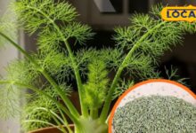 Gardening Tips: घर पर उगाएं ऑर्गेनिक सौंफ | How to Grow Fennel at Home Easily