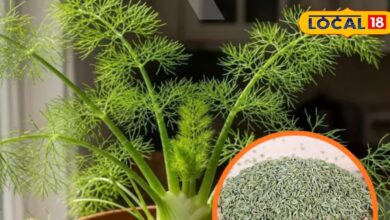 Gardening Tips: घर पर उगाएं ऑर्गेनिक सौंफ | How to Grow Fennel at Home Easily