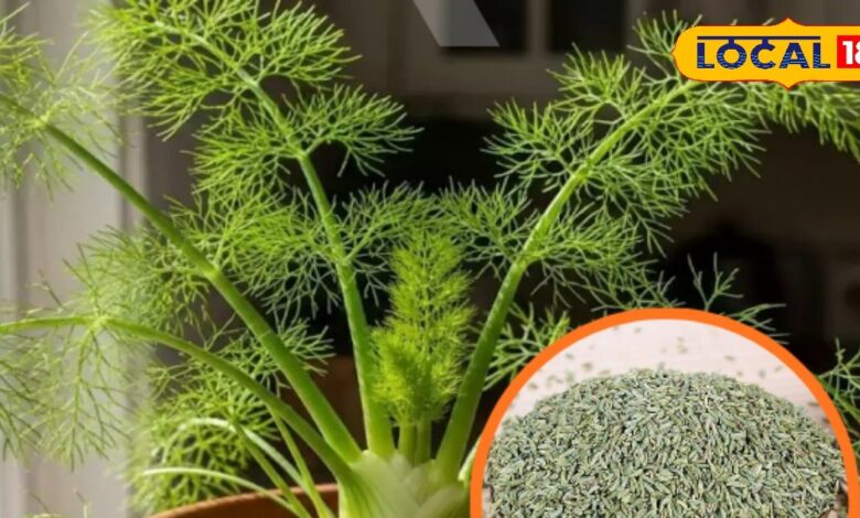 Gardening Tips: घर पर उगाएं ऑर्गेनिक सौंफ | How to Grow Fennel at Home Easily