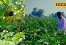 Profitable Brinjal Farming in Bharatpur
