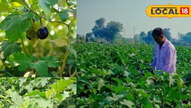 Profitable Brinjal Farming in Bharatpur