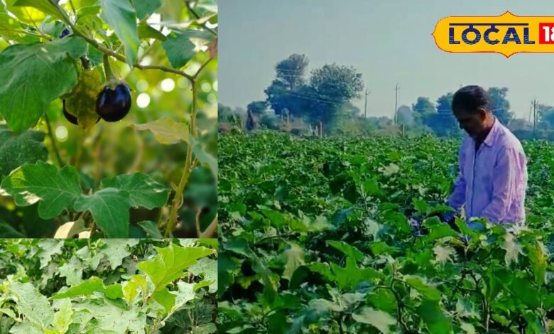Profitable Brinjal Farming in Bharatpur