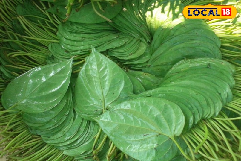 पान पत्ता 