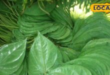 आयुर्वेदिक डॉक्टर की सलाह और उपयोग