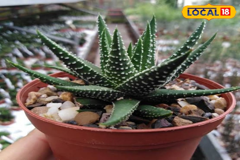 हॉवर्थिया यह छोटा पौधा दक्षिण अफ्रीका से आता है और 50 साल से ज़्यादा जीवित रह सकता है। इसकी पत्तियाँ गोलाकार और मोटी होती हैं जिनमें पानी जमा रहता है, इसलिए यह बिना पानी के भी काफी दिन तक रह सकता है। इसे भी तेज़ लेकिन सीधी नहीं, बल्कि छनकर आने वाली धूप पसंद है।