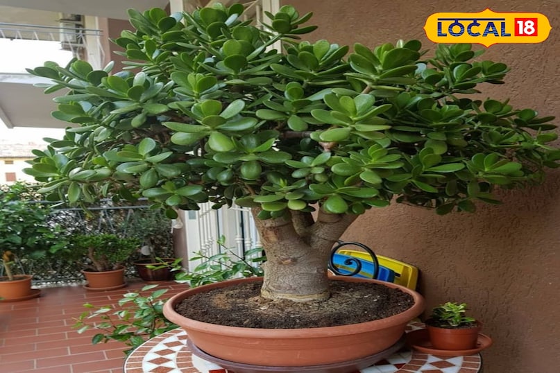 जेड प्लांट (मनी प्लांट) इसे मनी प्लांट या दोस्ती का पौधाभी कहते हैं। इसकी पत्तियाँ मोटी और चमकदार होती हैं और इसका तना लकड़ी जैसा मज़बूत होता है यह पौधा 70 से 100 साल तक जी सकता है। इसे तेज़ धूप (सीधी नहीं) और कम पानी की ज़रूरत होती है। पानी तभी दें जब मिट्टी पूरी तरह सूख जाए। बड़ा होने पर इसमें छोटे-छोटे सफेद या गुलाबी फूल आते हैं। 