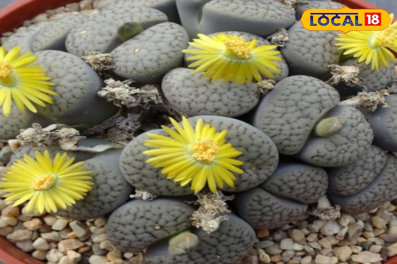 लिविंग स्टोन यह पौधा देखने में बिल्कुल छोटे पत्थर जैसा लगता है ताकि जानवर इसे न खाएँ। यह भी 50 साल तक जीवित रह सकता है। इसे बहुत कम पानी और रेतीली मिट्टी की ज़रूरत होती है। साल में एक बार इसमें एक सुंदर फूल खिलता है। 