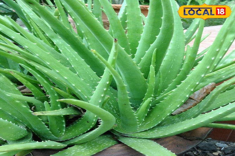 एलोवेरा एलोवेरा अपने औषधीय गुणों के लिए मशहूर है। अगर इसकी सही देखभाल की जाए, तो यह 50 साल या उससे भी ज़्यादा समय तक जीवित रह सकता है। इसे पूरी धूप, रेतीली मिट्टी और कम पानी में रखना चाहिए।यह पौधा तेज़ी से फैलता है और अपने आस-पास नए-नए पौधे उगा देता है।