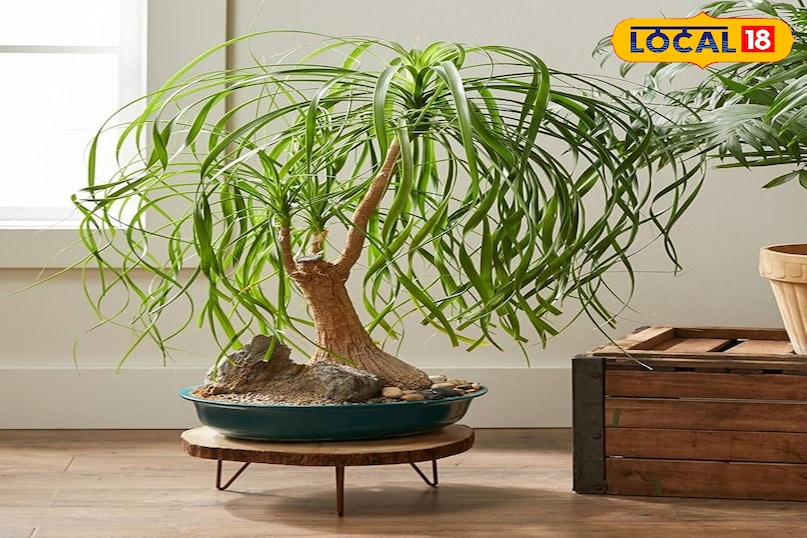 पोनीटेल पाम नाम में पाम होने के बावजूद यह असल में एक रसीला पौधा है न कि ताड़ का पेड़। इसका तना बोतल जैसा मोटा होता है जिसमें यह पानी जमा करके रखता है यह 50 से 100 साल तक जी सकता है इसे ज़्यादा देखभाल की ज़रूरत नहीं होती और इसकी लंबी, घने पत्तियाँ बहुत सुंदर लगती हैं।