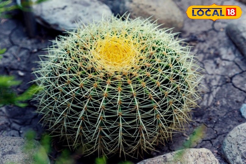 विशाल बैरल कैक्टस (गोल कैक्टस) यह कैक्टस जंगल में 100 साल से भी ज़्यादा जीवित रह सकता है इसका शरीर गोल और बहुत मोटा होता है जिसमें यह ढेर सारा पानी स्टोर करके रखता है। यह रेगिस्तान जैसी गर्म और सूखी जगहों में भी आसानी से रह सकता है। अगर इसे सही जगह मिल जाए तो यह बगीचे की शान बन सकता है।