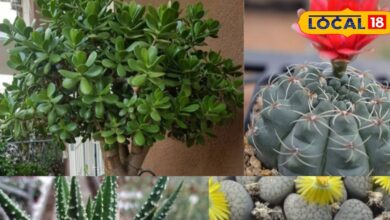 Long life plants | Gardening tips | Indoor plants | Low maintenance plants | Evergreen plants | Peepal tree | Banyan tree | Cactus care | Money plant tips