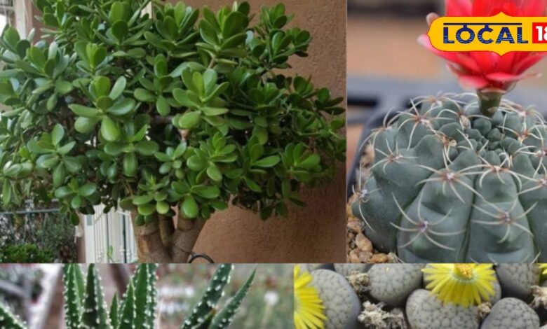 Long life plants | Gardening tips | Indoor plants | Low maintenance plants | Evergreen plants | Peepal tree | Banyan tree | Cactus care | Money plant tips