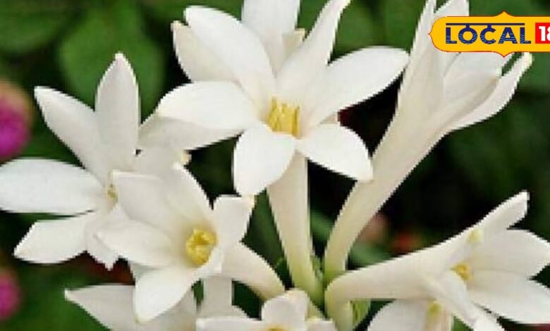 घर की बालकनी व गार्डन में रजनीगंधा लगाएं, जानें फायदे