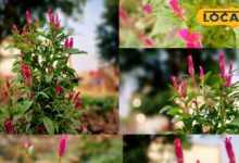 घर-गार्डन सजावट के लिए सेलोसिया मुर्गा फूल के फायदे