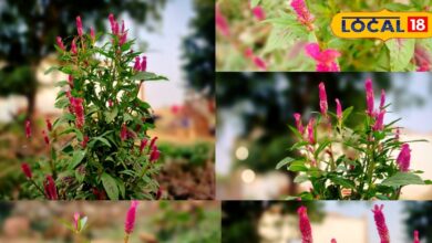 घर-गार्डन सजावट के लिए सेलोसिया मुर्गा फूल के फायदे