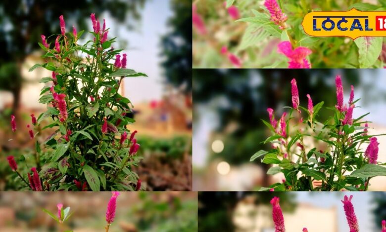 घर-गार्डन सजावट के लिए सेलोसिया मुर्गा फूल के फायदे