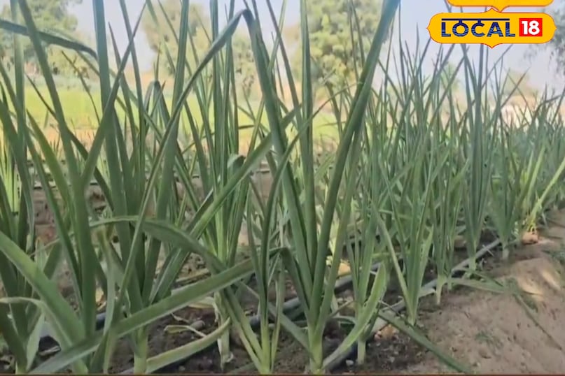 वैज्ञानिक विधि से करे लहसुन की खेती तो किसान होंगे मालामाल वैज्ञानिक विधि से करे लहसुन की खेती तो किसान होंगे मालामाल