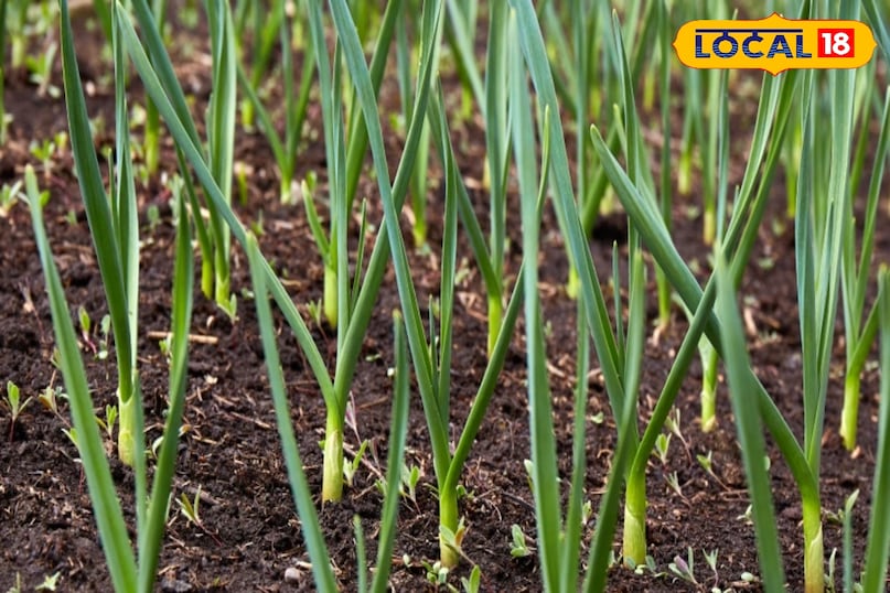 इसके लिए भुरभुरी मिट्टी और नरम करनी चाहिए इसके लिए भुरभुरी मिट्टी और नरम करनी चाहिए