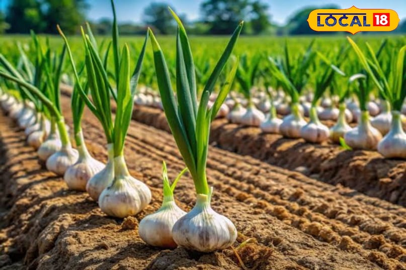 विभिन्न किस्मो को अपनाकर इसकी खेती कर सकते है विभिन्न किस्मो को अपनाकर इसकी खेती कर सकते है