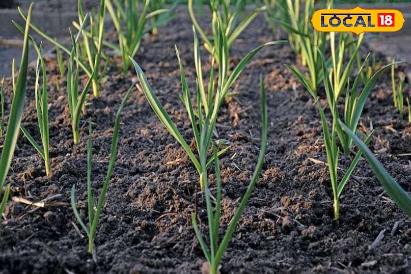 इससे इसका कंद बढ़ता है इससे इसका कंद बढ़ता है