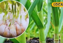 Lahsun Ki kheti | Garlic Farming Tips | Desert Garlic Cultivation | Organic Garlic Farming | Agriculture in Rajasthan | Garlic Crop Profit | High Yield Garlic | Indian Farming Tips