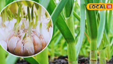 Lahsun Ki kheti | Garlic Farming Tips | Desert Garlic Cultivation | Organic Garlic Farming | Agriculture in Rajasthan | Garlic Crop Profit | High Yield Garlic | Indian Farming Tips