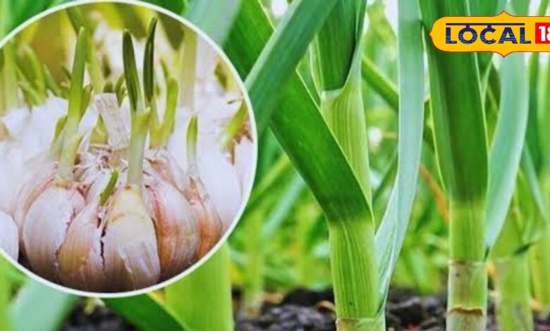 Lahsun Ki kheti | Garlic Farming Tips | Desert Garlic Cultivation | Organic Garlic Farming | Agriculture in Rajasthan | Garlic Crop Profit | High Yield Garlic | Indian Farming Tips