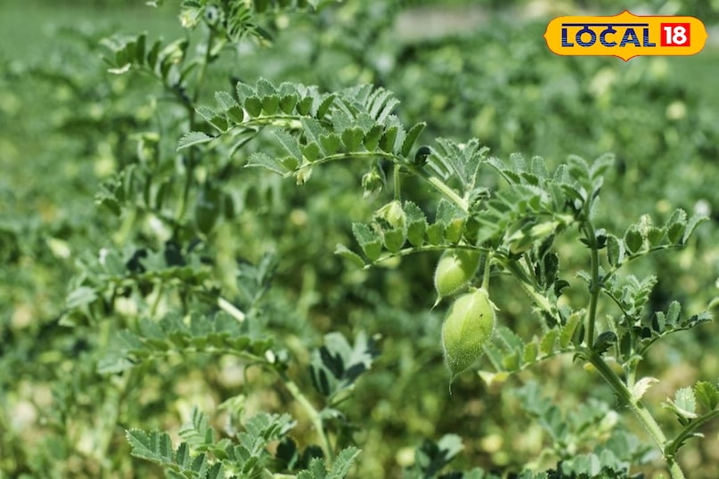 खेती  खेती