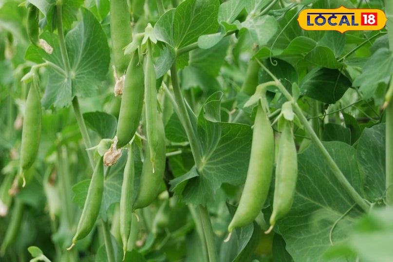 खेती  खेती