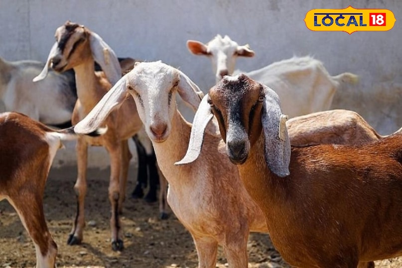 पशुपालन 