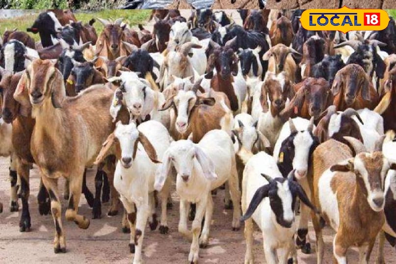 पशुपालन