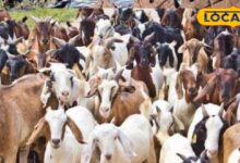 बकरी पालन में करियर बनाना चाहते हैं? यहां फ्री ट्रेनिंग के साथ मिलेगा सेट, बस करना होगा ये काम