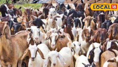 बकरी पालन में करियर बनाना चाहते हैं? यहां फ्री ट्रेनिंग के साथ मिलेगा सेट, बस करना होगा ये काम