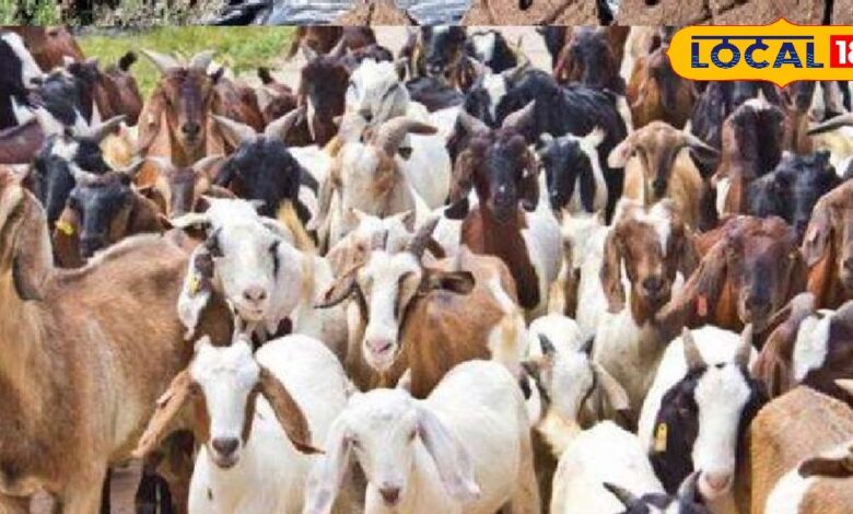 बकरी पालन में करियर बनाना चाहते हैं? यहां फ्री ट्रेनिंग के साथ मिलेगा सेट, बस करना होगा ये काम