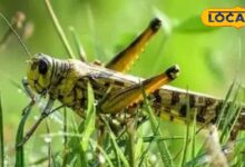 Rajasthan Farmers Relief from Locust Attack 2025