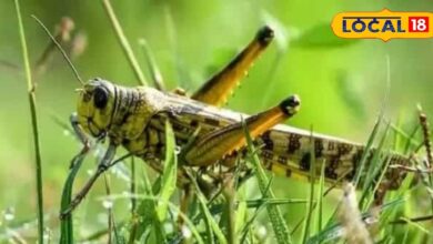 Rajasthan Farmers Relief from Locust Attack 2025