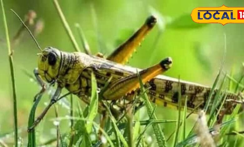 Rajasthan Farmers Relief from Locust Attack 2025